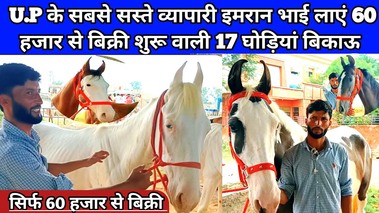 U.P. के सस्ते व्यापारी इमरान भाई लाएं 60 हजार से बिक्री शुरू 17 घोड़ियां बिकाऊ। Jagraon horse Mela।