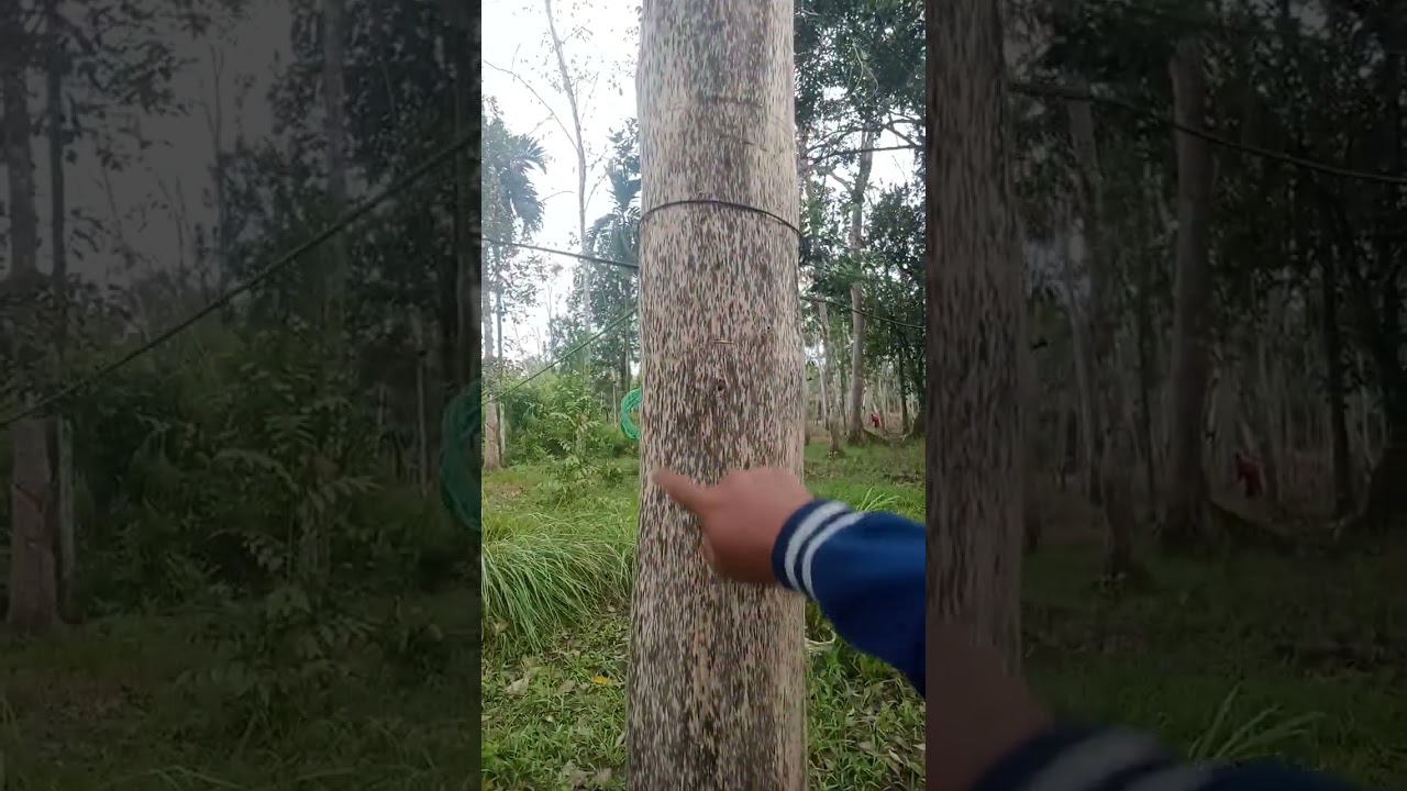 Proses terbentuk nya resin gaharu