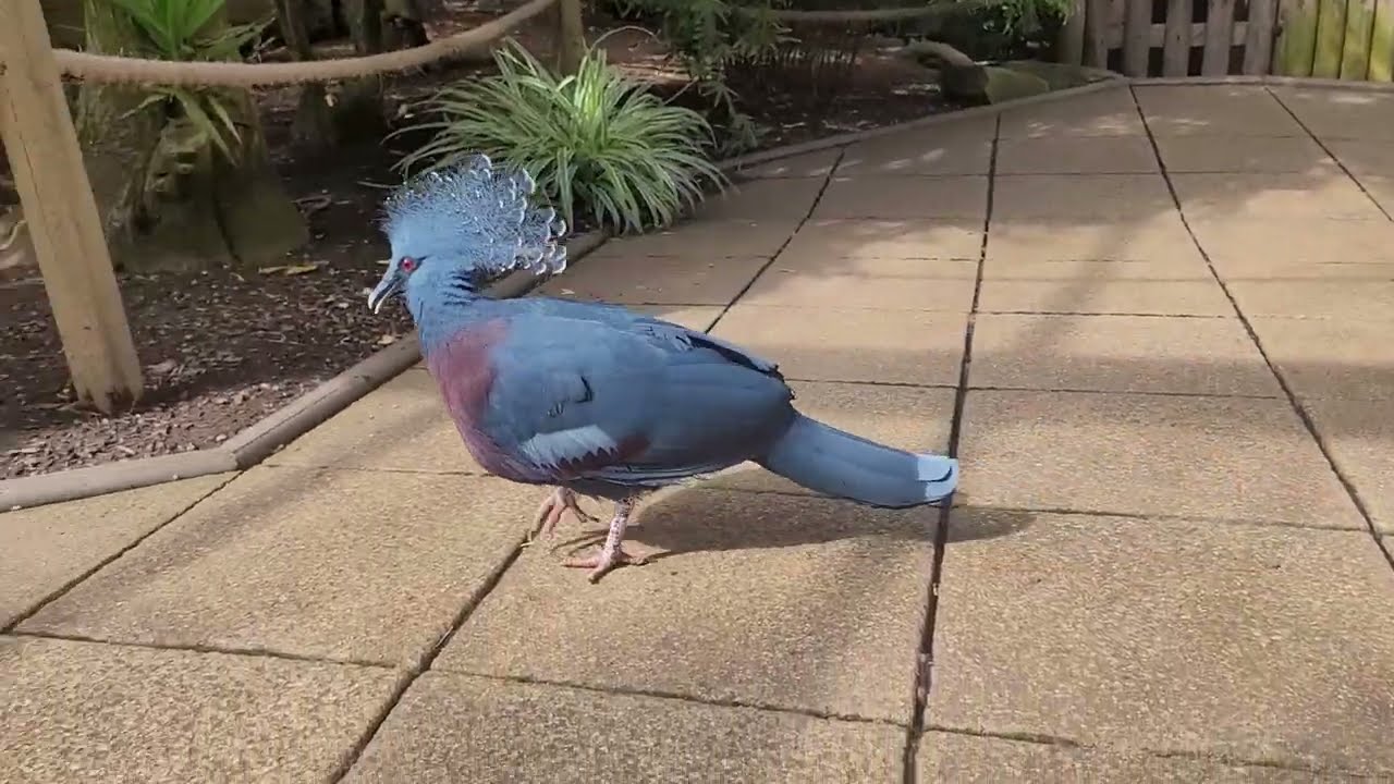 The BIGGEST PIGEON in the world. VICTORIA crowned pigeon.