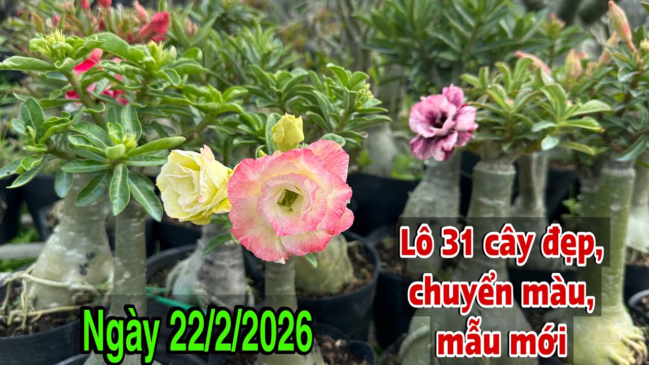 Ngày 22/2 - Lô 31 cây sứ Thái đẹp nhiều màu giá rẻ ☎️ 070.2727.998 Trung Lê 