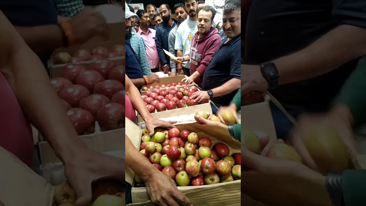 122 JCO Apple Fruit Mandi Kachhi Lafugatti Theog (Shimla HP) Per kg Rate #himachalpradesh #india