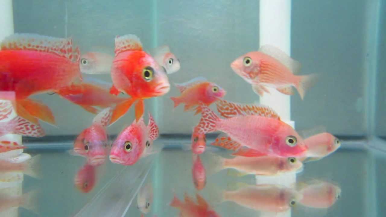 Aulonocara Firefish Select Grade Pink African Cichlid