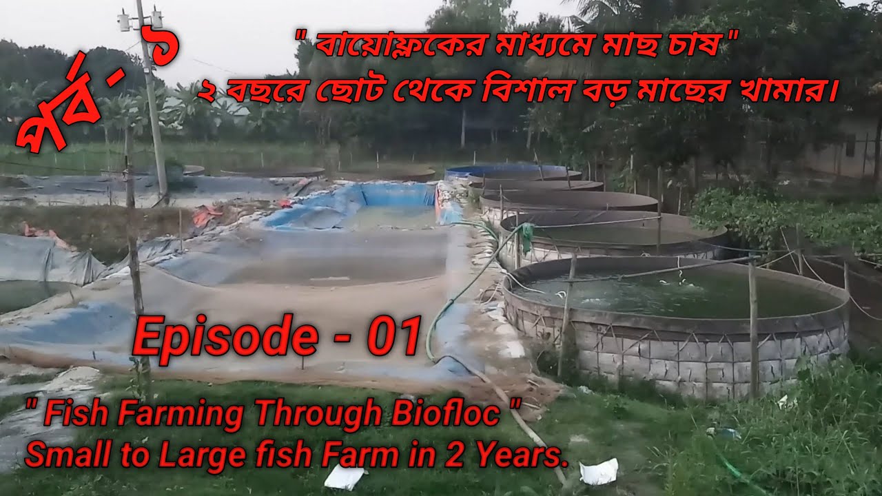 Fish Farming By Biofloc | Coloured Fish Farming | Biofloc In BD | বায়োফ্লকের মাধ্যমে মাছ চাষ |