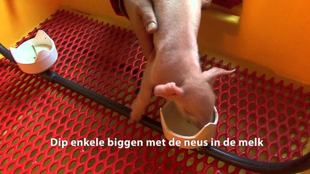 De Gele Zeug voor biggenopfok