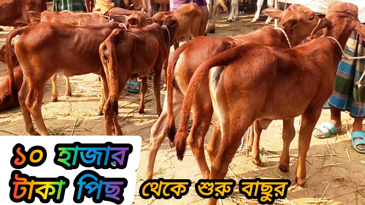 ১৪/০১/২৫/ #দেশি_বকনা বাছুর ১০ হাজার টাকা দাম থেকে শুরু #পাঁচবিবি_গরুর_হাট #cow #goru #গরুর_হাট #গরু