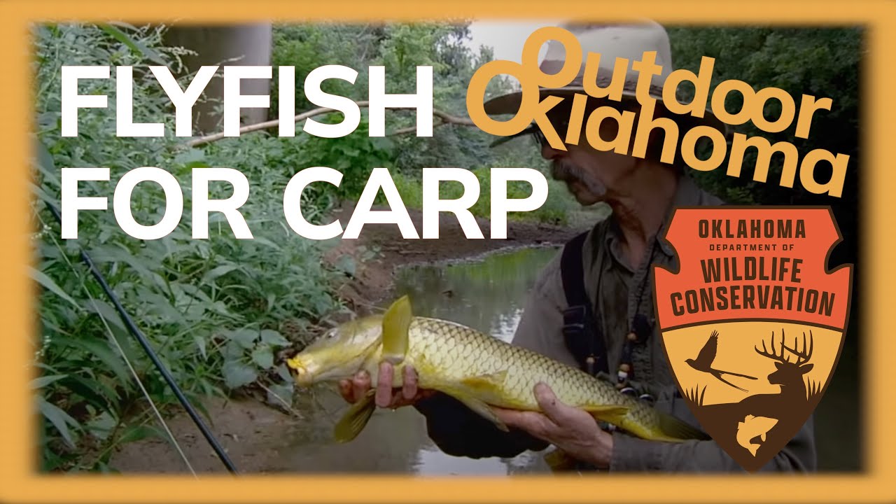 fly fishing for carp