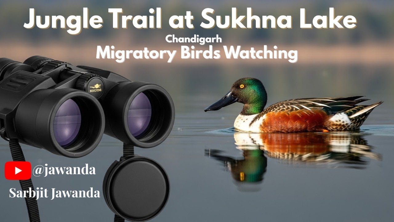 Exploring uncharted birding zones at Sukhna Jungle Trail 🦆 #sukhnalake #chandigarh #migratorybird
