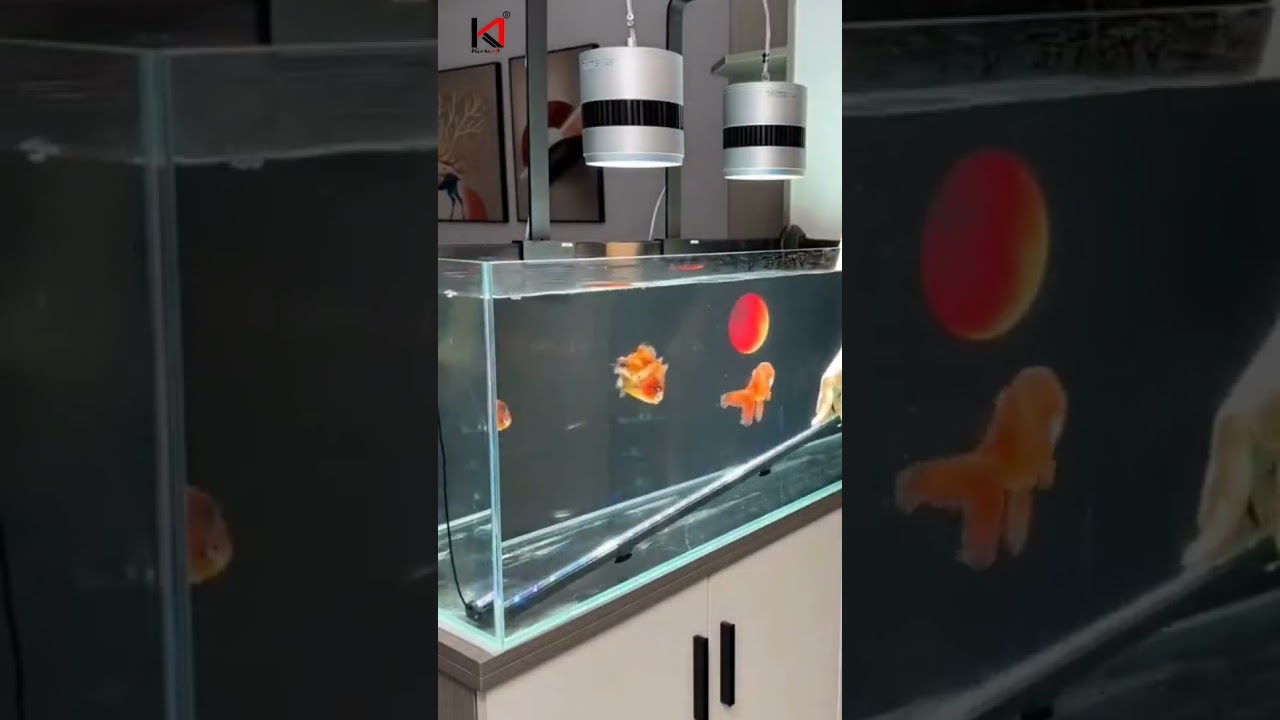 Awesome Bubble Light for your aquarium #aquariumaccessories #fishtank #fishkeepinghobby #aquascape