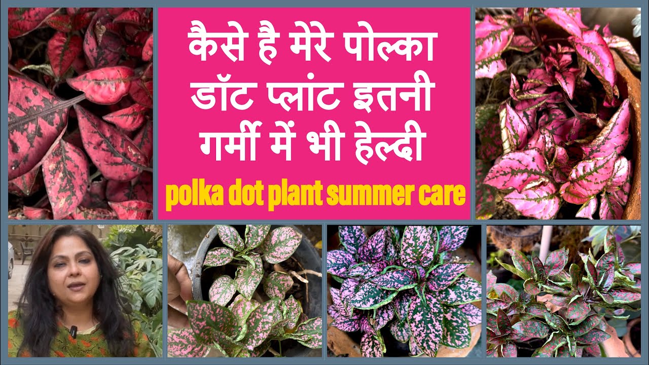 Polka dot plant / Hypoestes summer care॥गर्मियों में कैसे मैंटेन करे शानदार पोल्का डॉट प्लांट