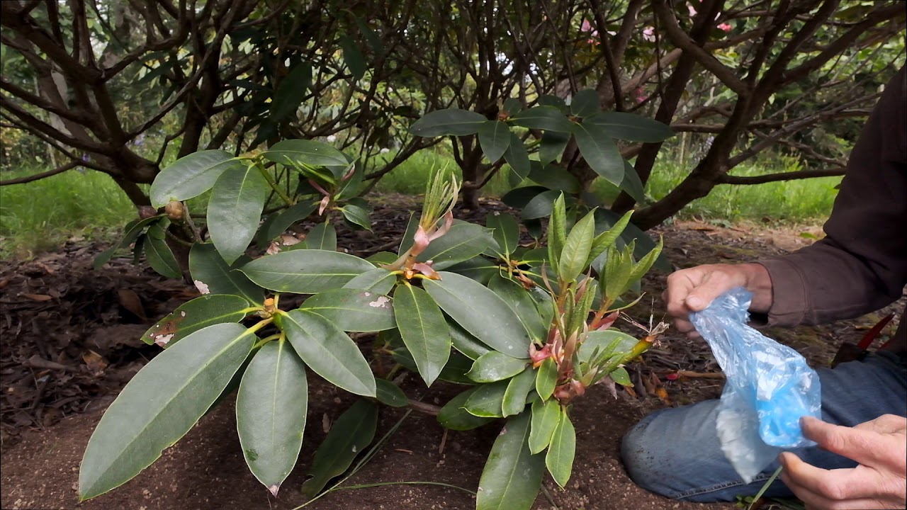 Rhododendron layering - Burncoose Nurseries