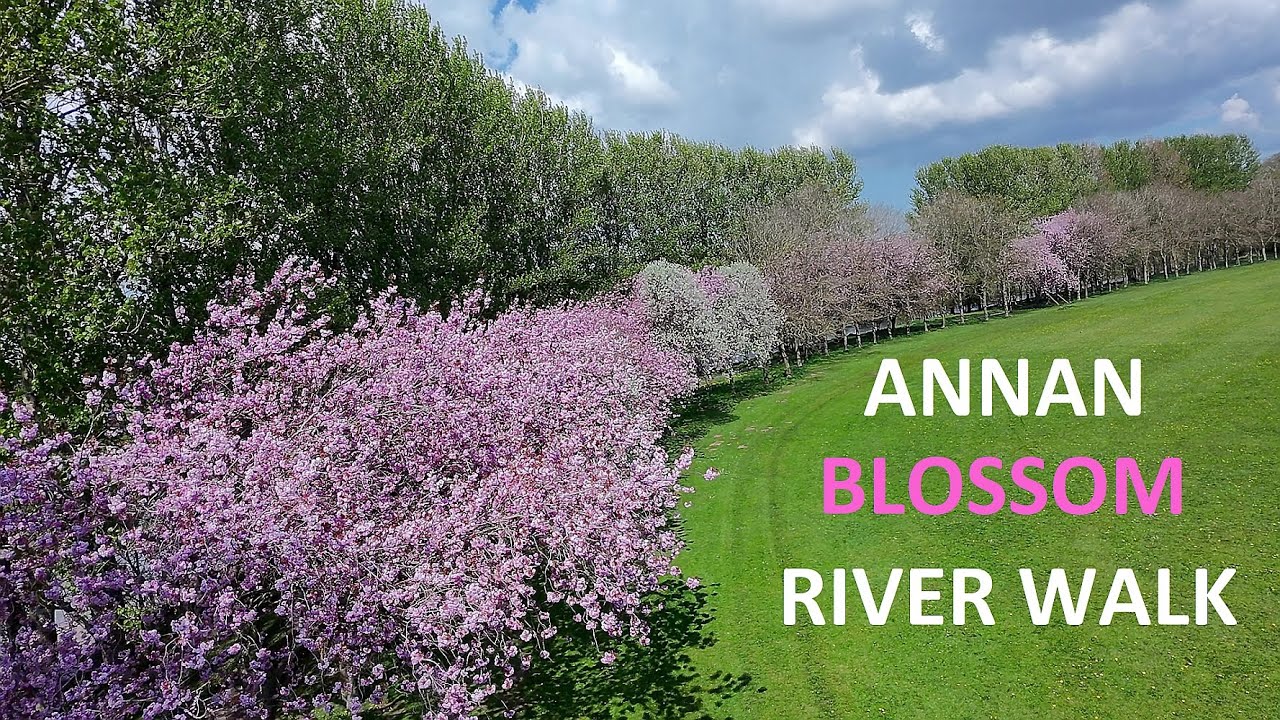 Annan Blossom River Walk in 4k