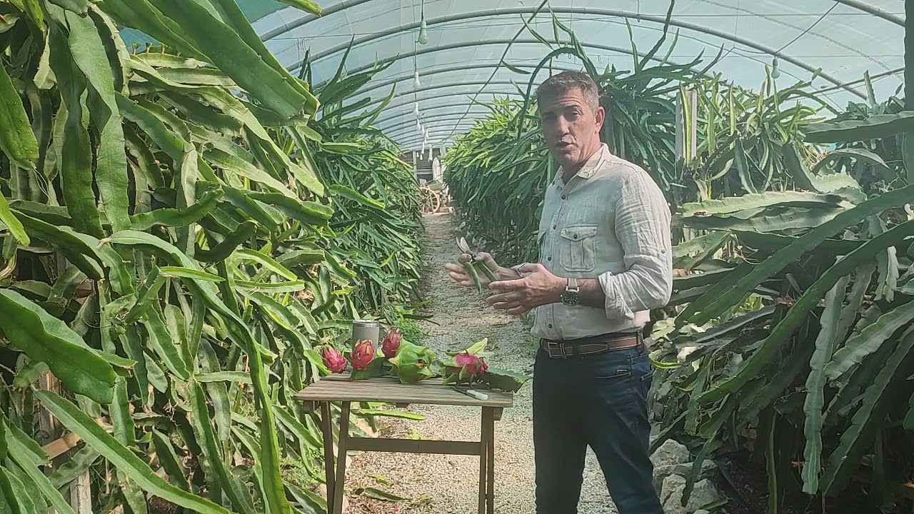 Portugal pitaia