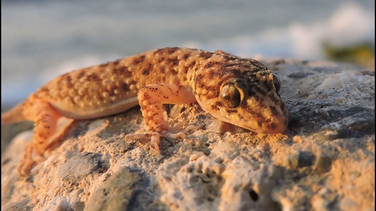 Herping Crete, May 2024