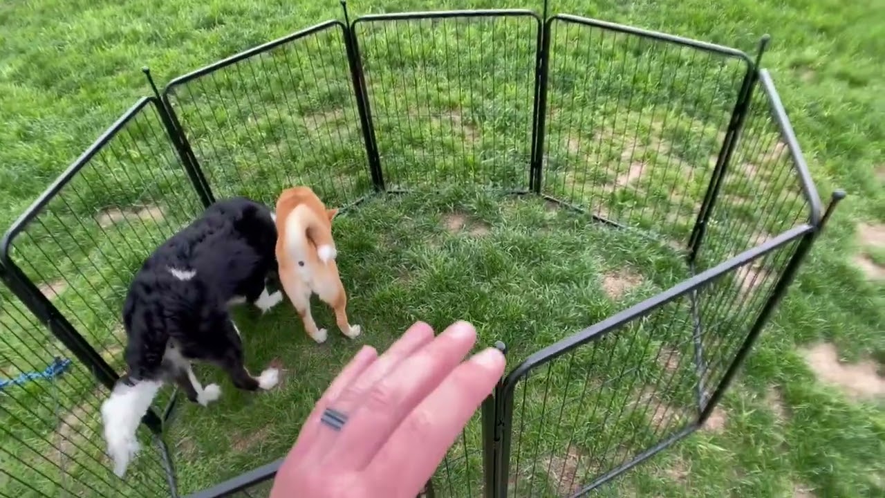 FXW Rollick Dog Playpen Designed for Camping, Yard, 24' Height for Puppies Review