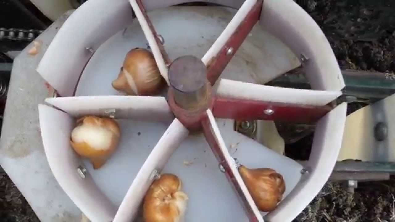 Planting 55,000 Tulips at Windmill Island