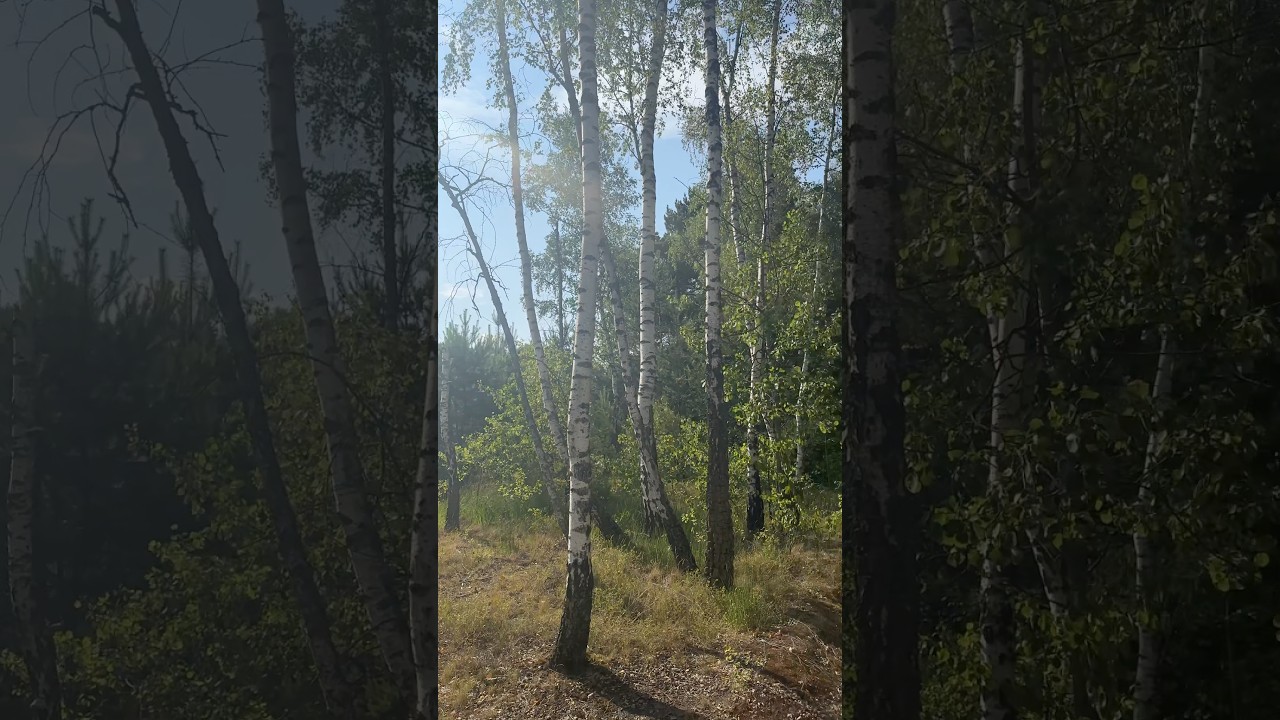 Walking through the birch grove #nature #forest #birch #shorts