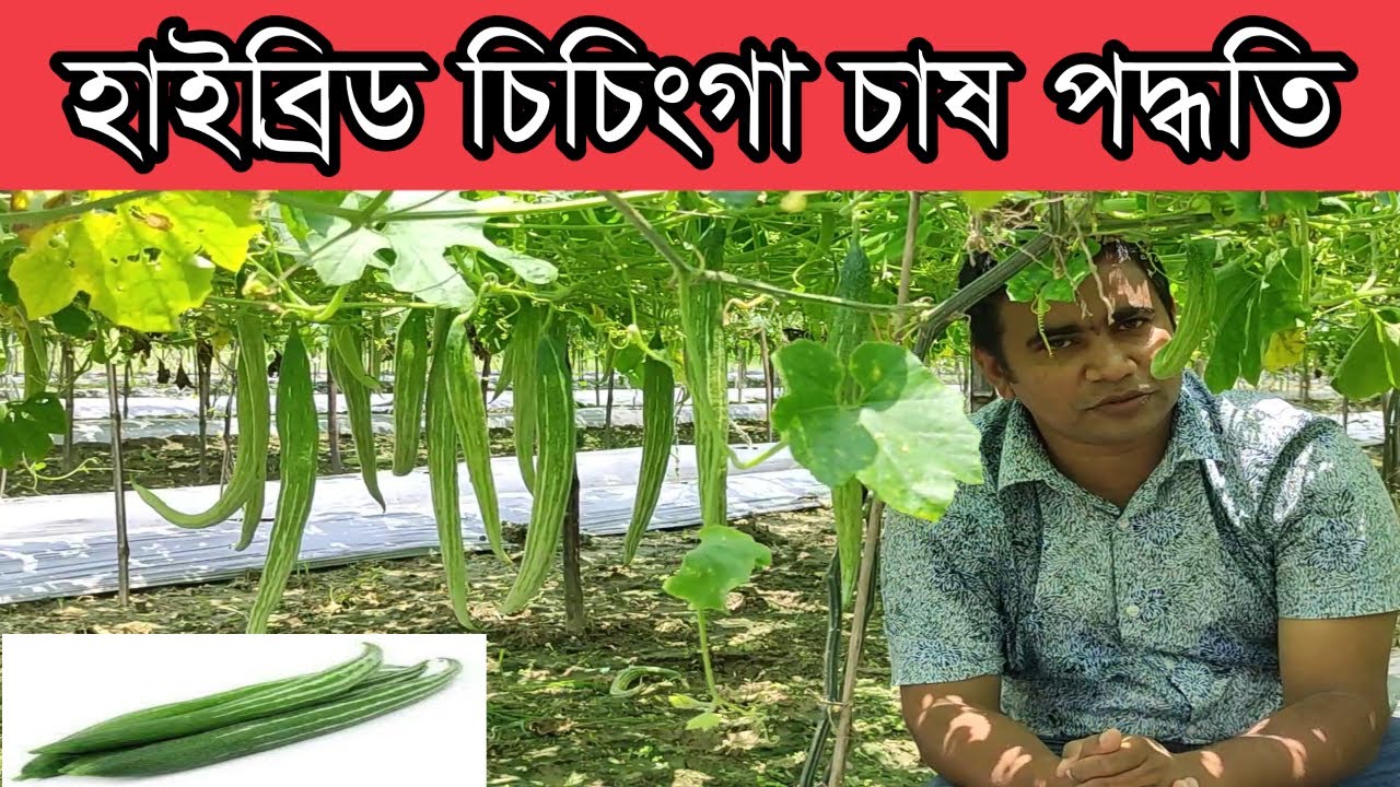 চিচিংগা চাষে লাভ বেশি।। মালচিং পেপার ব্যবহারে চিচিংগা চাষ পদ্ধতি।। Snake gourd cultivation.