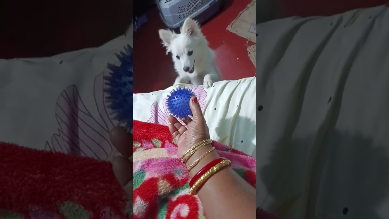 #dog