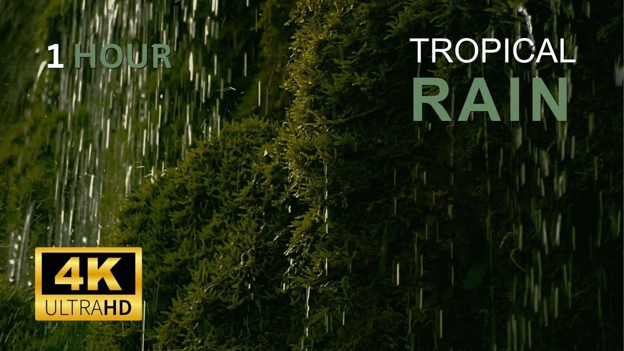 MOSS. RAIN. | 1 Hour Rain in the Rainforest for Sleep & Focus (No Music, No Voice)