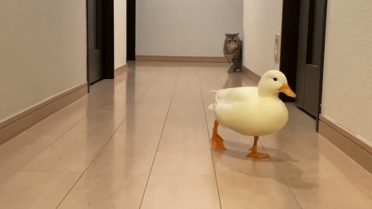 コールダック