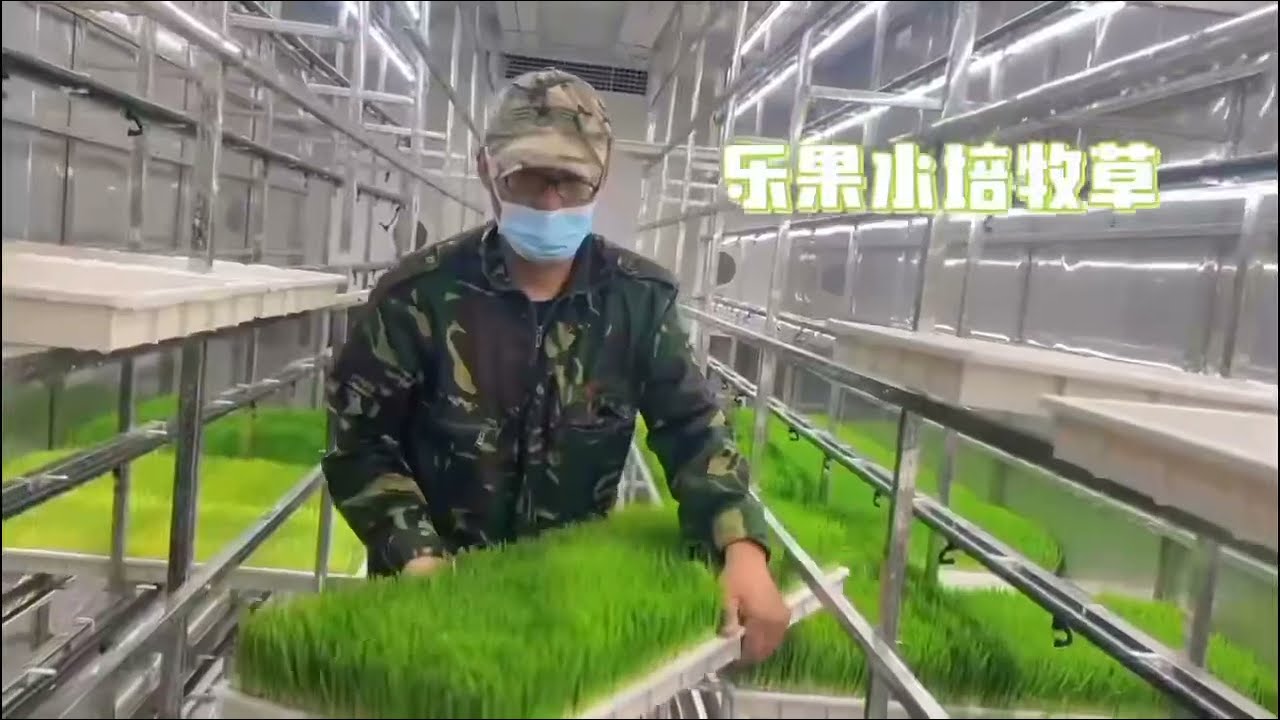 Inner Mongolia Fodder Container Growing