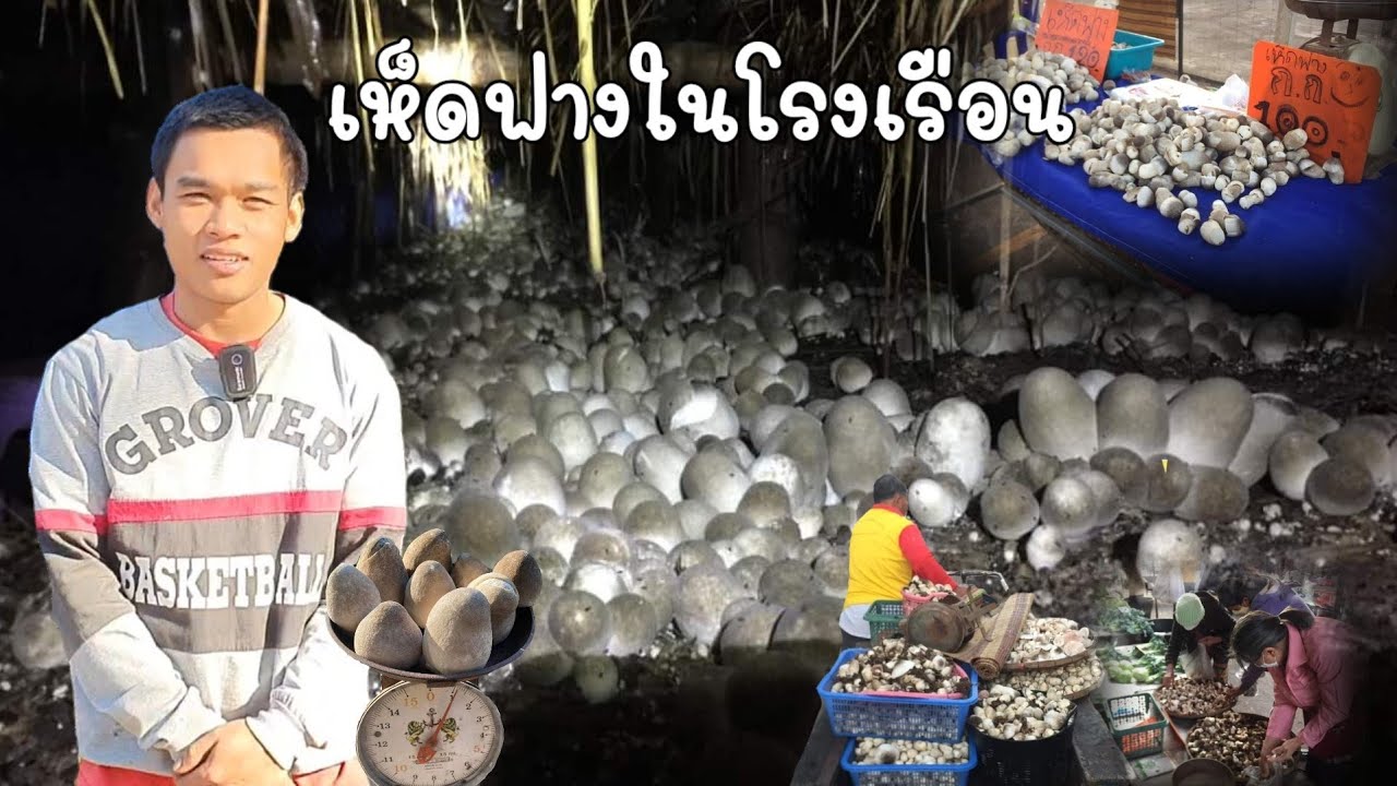 วิธีเพาะเห็ดฟางในโรงเรือน ทำมาแล้ว 3 ปี ขายดี กำไรงาม มีรายได้ทั้งปี จ.สกลนคร