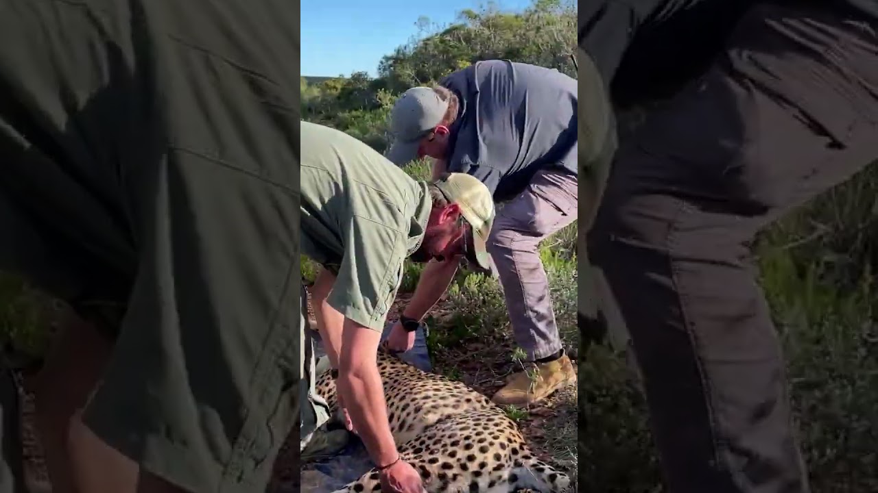 Cheetah Tranquilized for Efficient Tracking