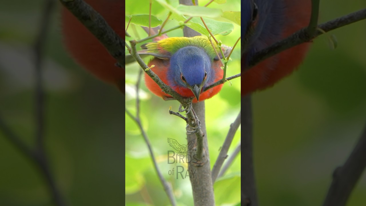 Painted bunting doing his thing 