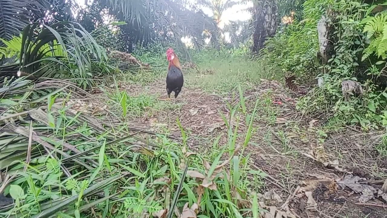 Kokok si tua,,, bikin ori nda tau kemana,,,