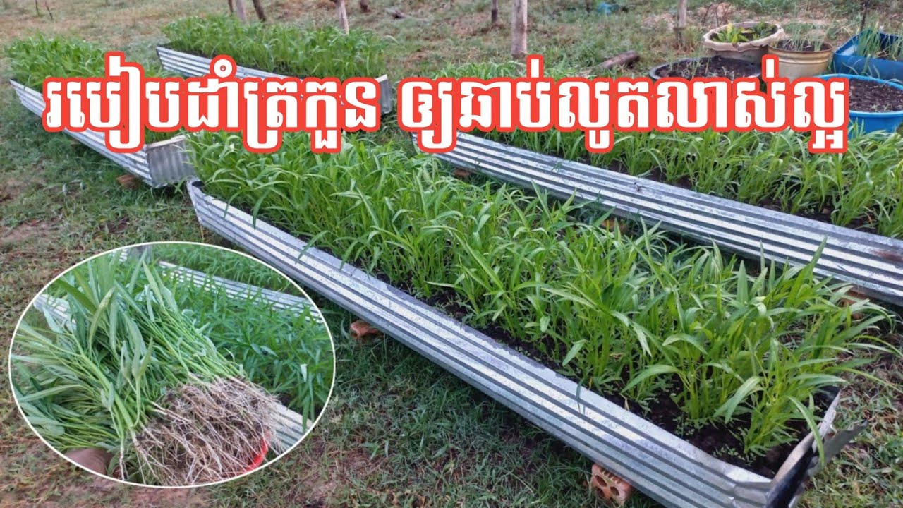 របៀបដាំត្រកួន ឲ្យឆាប់លូតលាស់ល្អ តាមបែបធម្មជាតិ - my agriculture