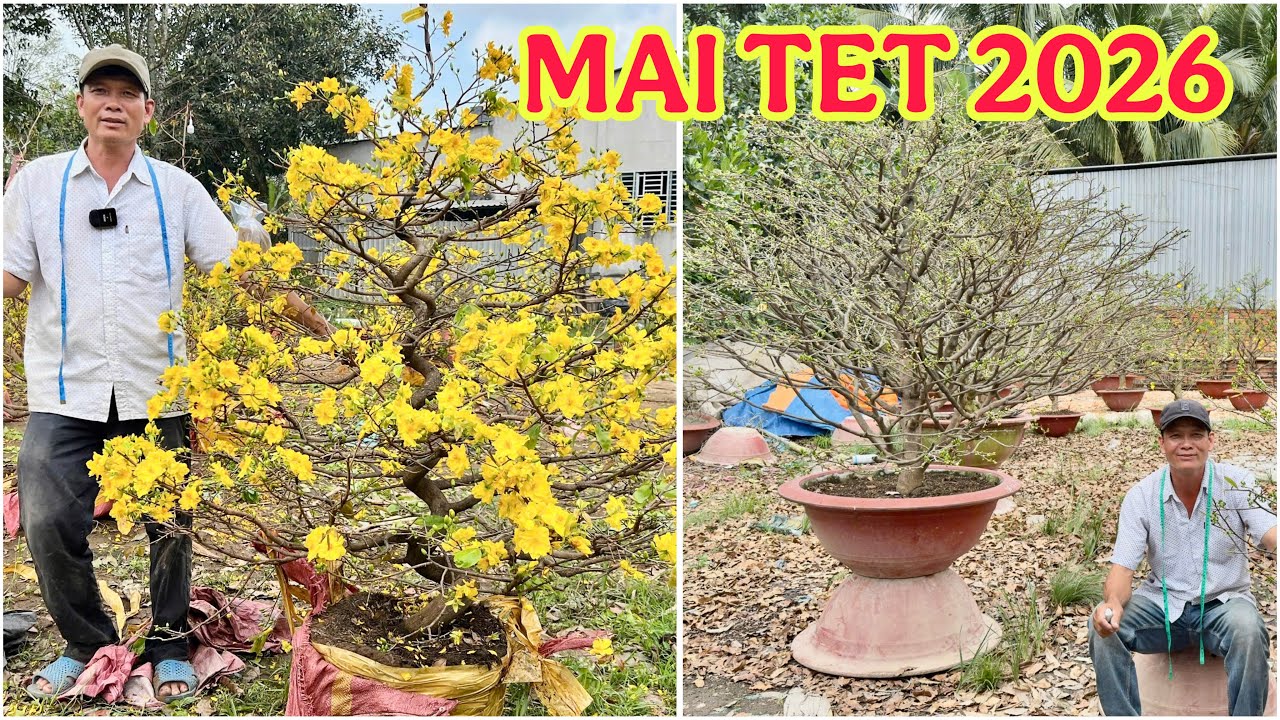 MAI TĐỨC VÀ TÂN CHÂU 11/2🌻#0917145232 ÚT EM) MAI VÀNG CHƠI TET 2026 -  @bonsai Can Tho