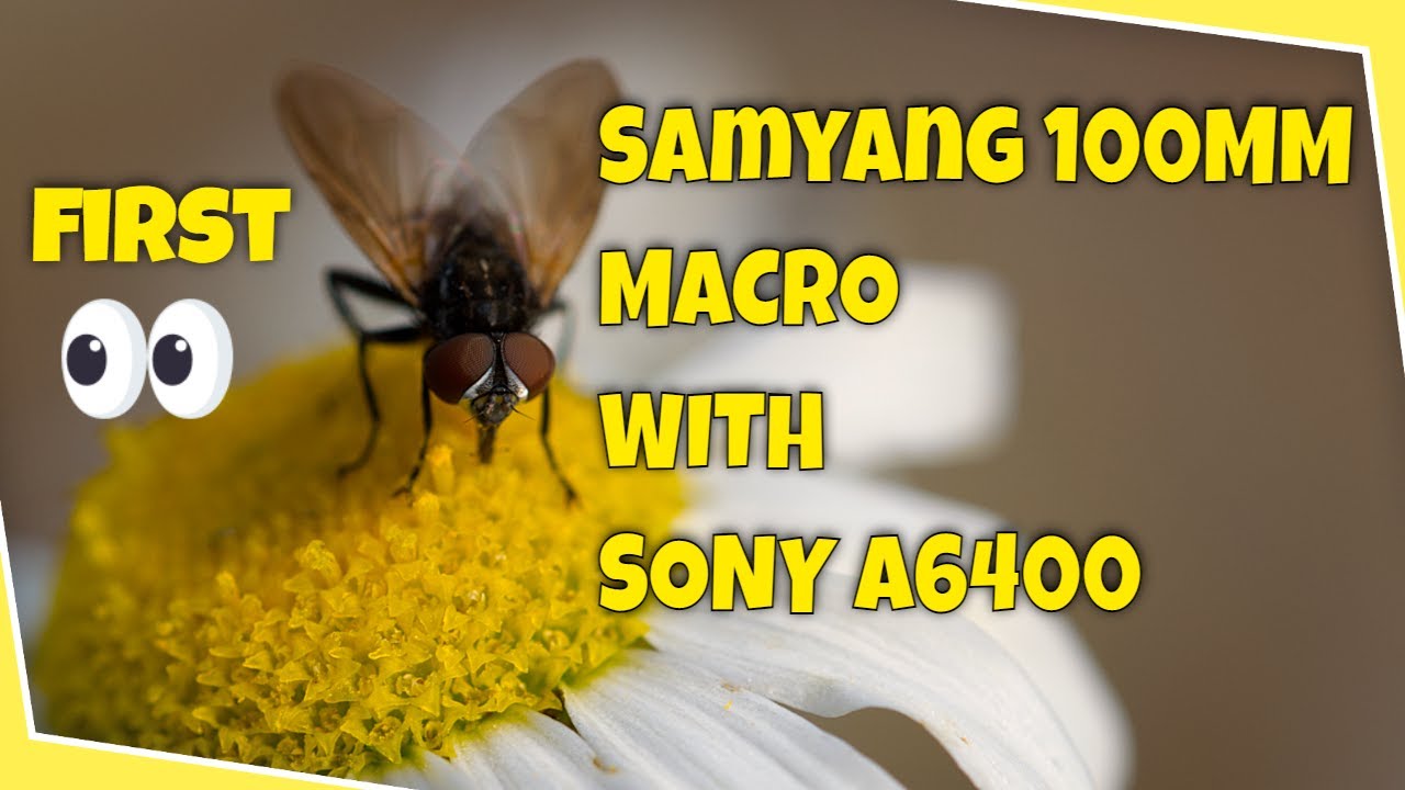 First Look Samyang 100mm Macro with the Sony A6400