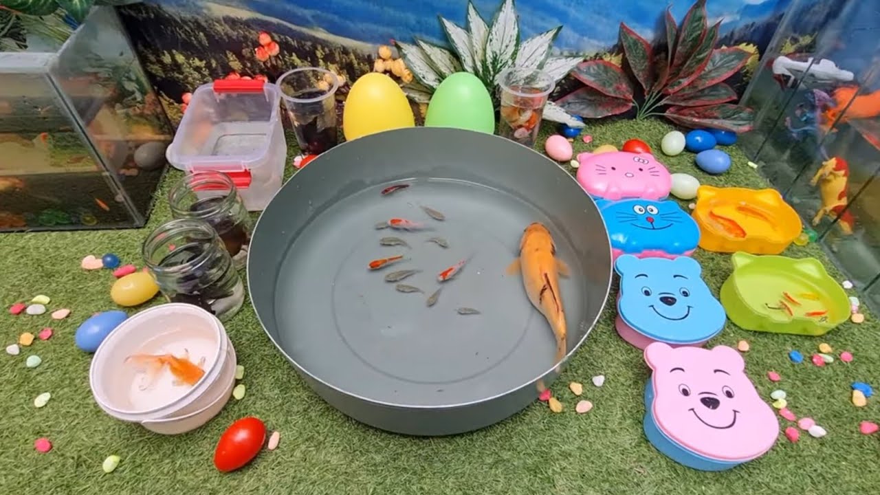 Unboxing Ikan Lele Dalam Kolam, Koi, Ikan Komet, Ikan Mas Koki, Kura-kura, Udang | Fish Show Ep 33
