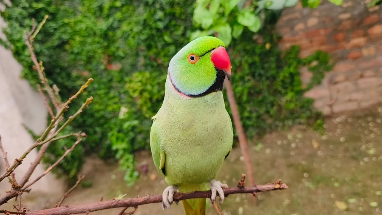 Mitthu Mitthu Parrot Talking 🦜 | Cute Tota Speaking Video
