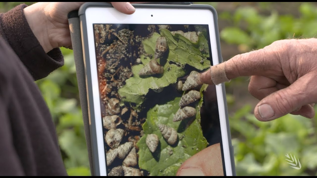 Snail Baiting as part of an Integrated Pest Management strategy