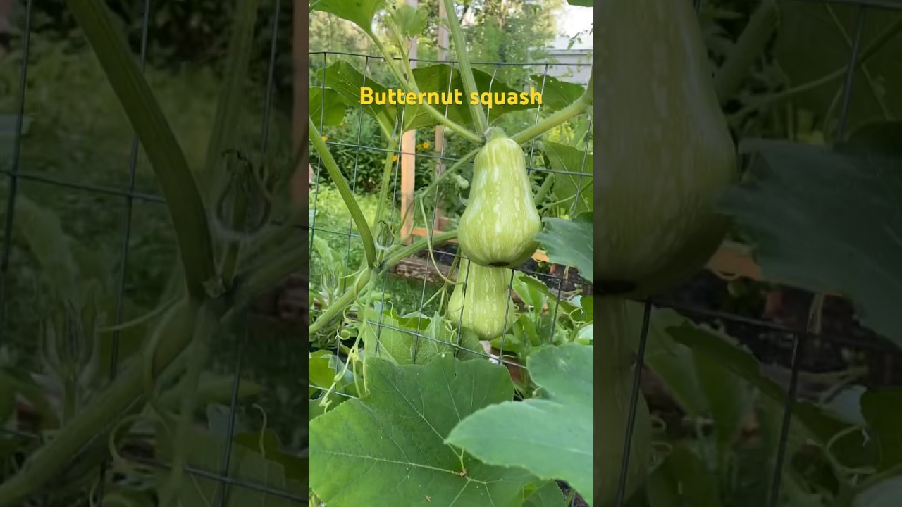Butternut squash growing on a trellis #vegetablegarden #kitchengarden #butternutsquash #homestead