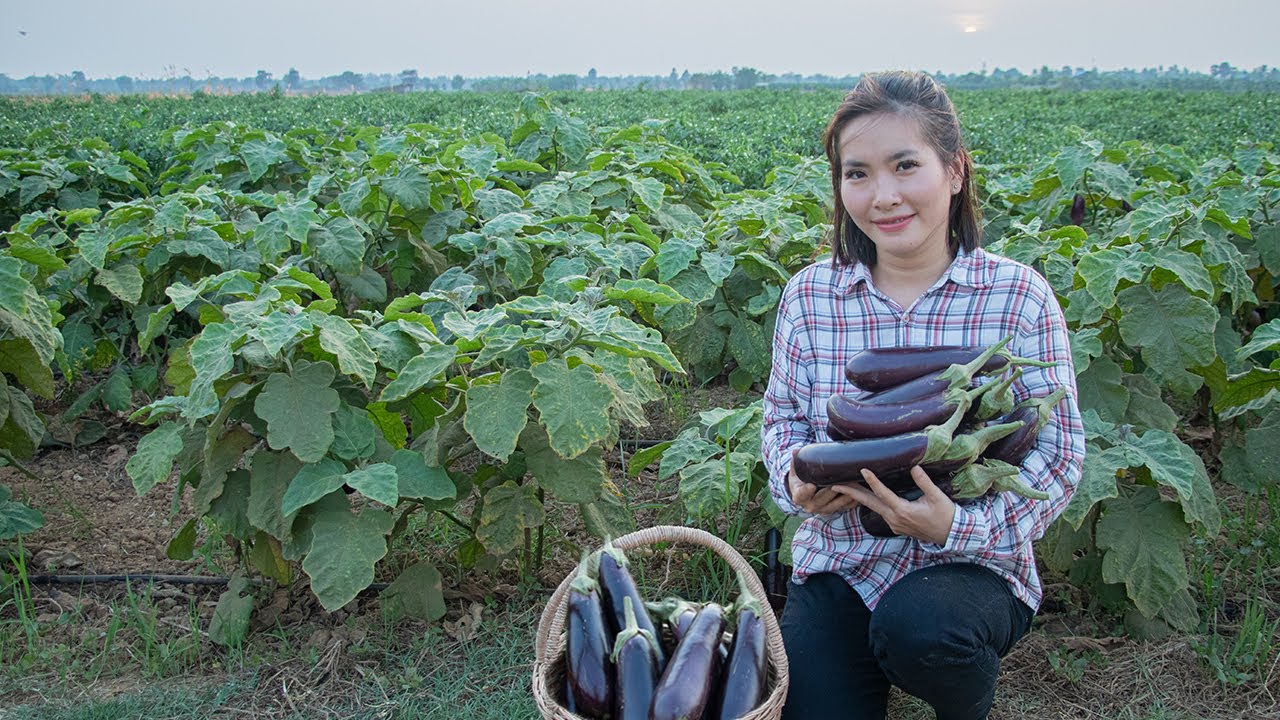 Harvesting Long Eggplant & Cooking Tasty Long Eggplant Recipes