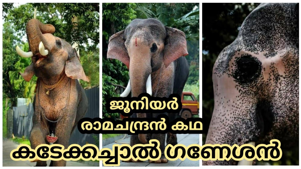 കടേക്കച്ചാൽ ഗണേശന്റെ കഥ, KADEKKACHAL GANESHAN STORY, JUNIOR THECHIKOTTUKAVU RAMACHANDRAN ELEPHANT