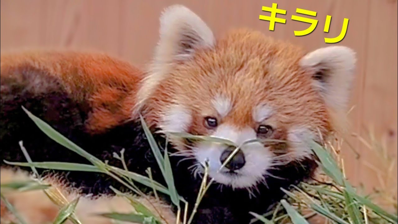 【皆　寝ていて撮れ高が足りなくても　それを補ってくれる可愛いレッサーパンダのキラリ】～Nishiyama Zoo Red Pandas～