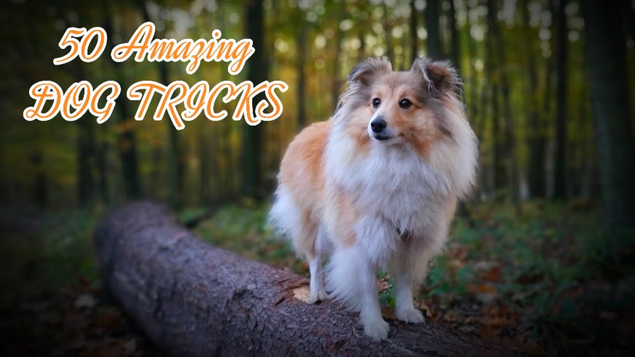 50 Amazing DOG TRICKS | by Sheltie || 4Paws 4Ever