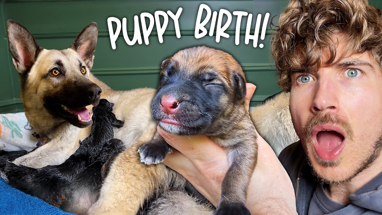 I Helped My Rescue Dog Give Birth! emotional birth vlog