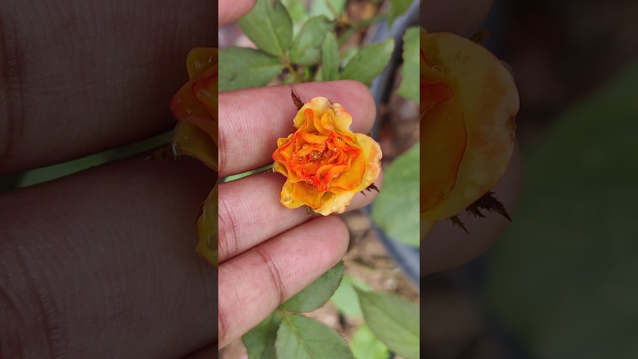 Cute curly rose#nature# shorts