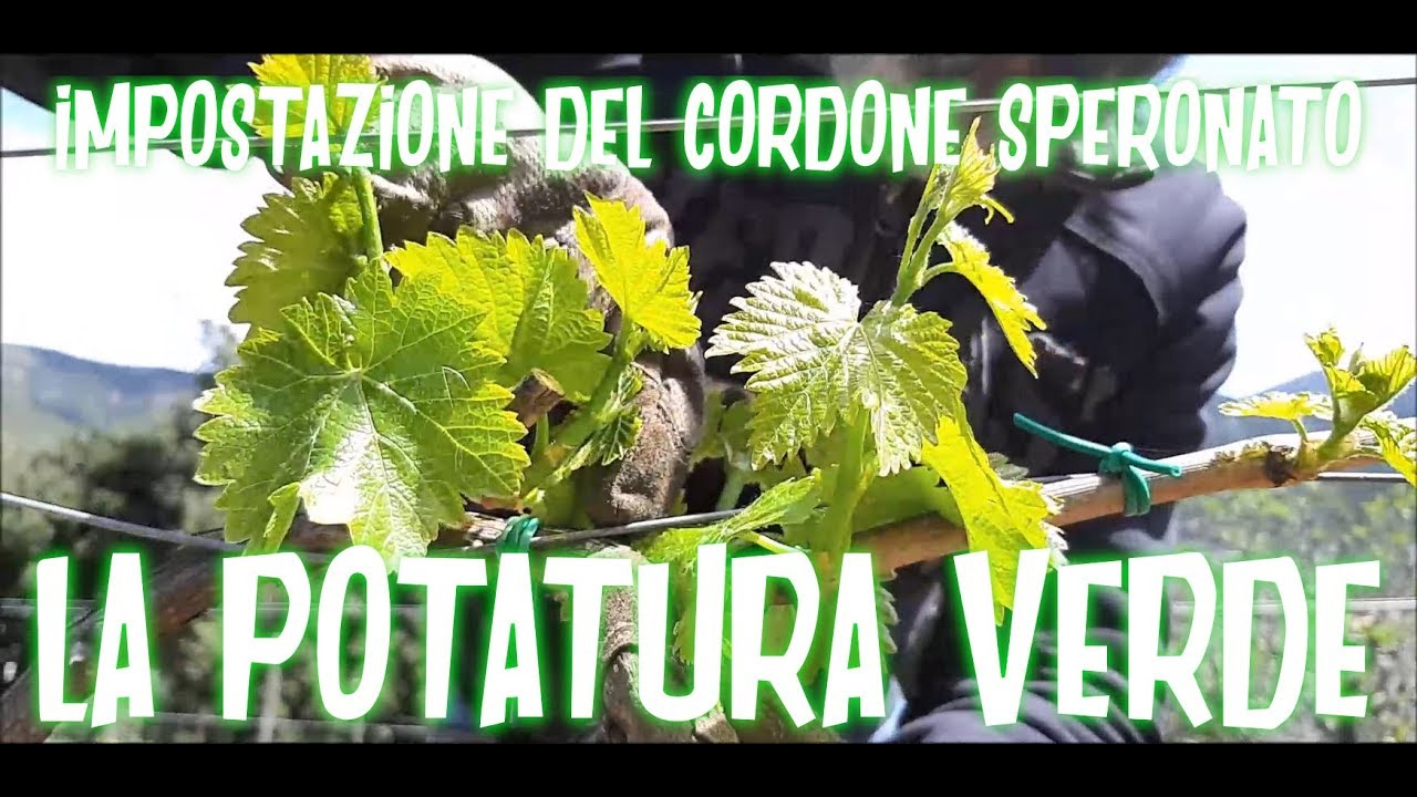 Impostazione del cordone speronato: la potatura verde nella tecnica dell'allungo.