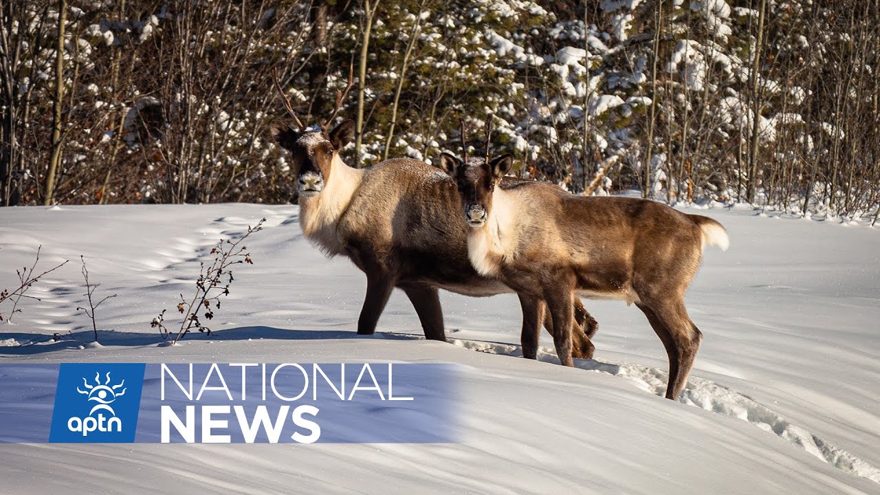 Kaska nations concerned with ‘over-hunting’ in their territories | APTN News