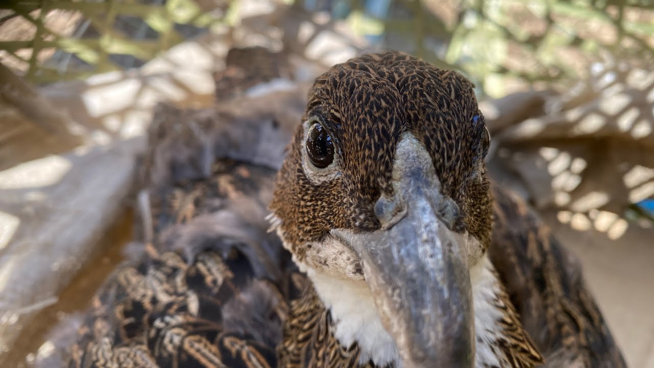 gangali murg ki liya khor banare pandab vlog