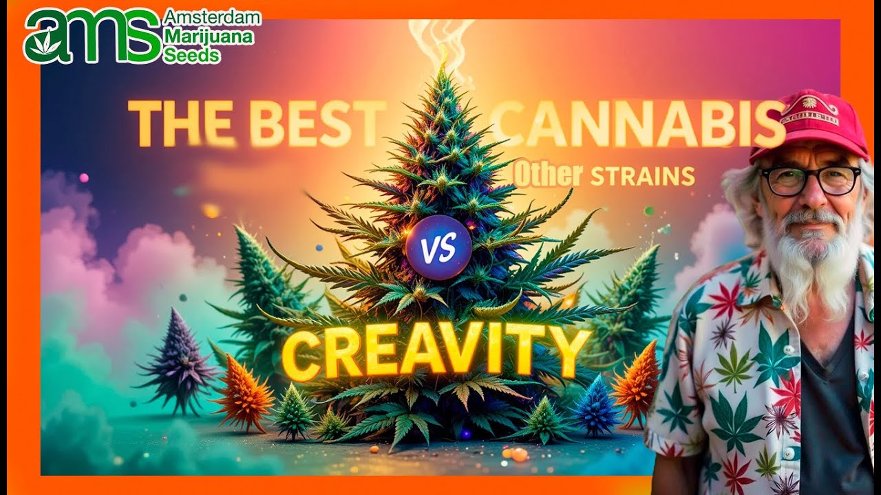 🎨 The Best Cannabis for Creativity vs Other Strains 🌿✨ | What Makes It Special? 🤯
