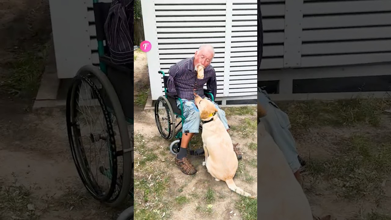 Dog 🐶 Helps Disabled Man and Inspires a Stranger&rsquo;s Generous Act #kindness #shorts