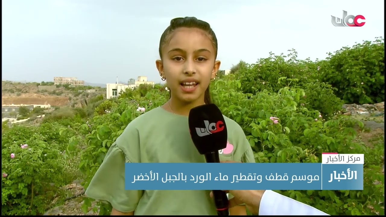 موسم قطف وتقطير ماء الورد بالجبل الأخضر