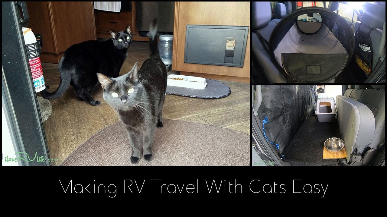 Making RV Travel With Cats Easy