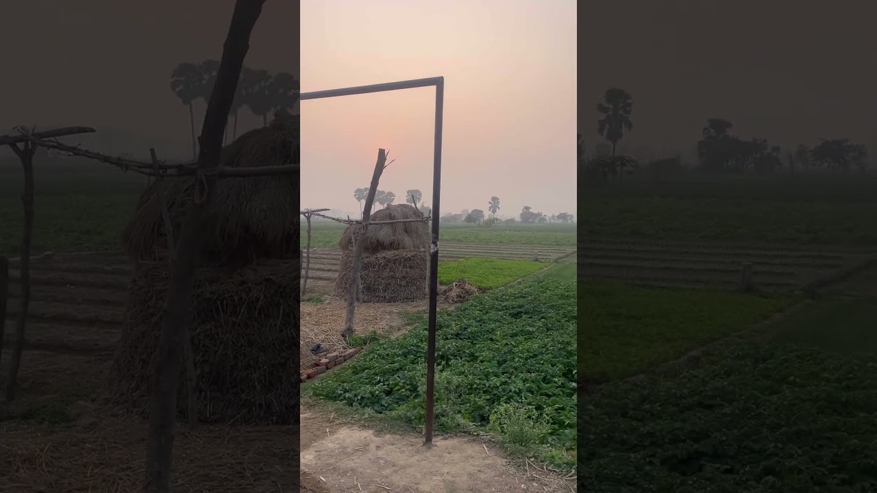 Peaceful Village Sunset 🌅 | Birds, Mountains & Rural Life | Relaxing Nature Video 🦚🌿🌳🕊️🦢